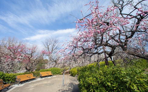 羽根木公園のスポット施設詳細