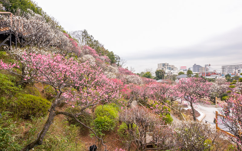 庭園に咲く梅は約370本、30種類以上。2月上旬から3月上旬まで楽しむことができる。									