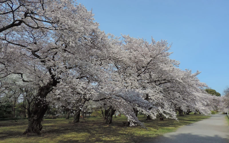 満開のソメイヨシノ林。満開時期は4月上旬。写真提供:東京大学大学院理学系研究科附属植物園　