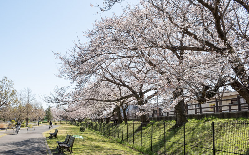 園内からは水元さくら堤に咲く見事な桜を眺めることができる。