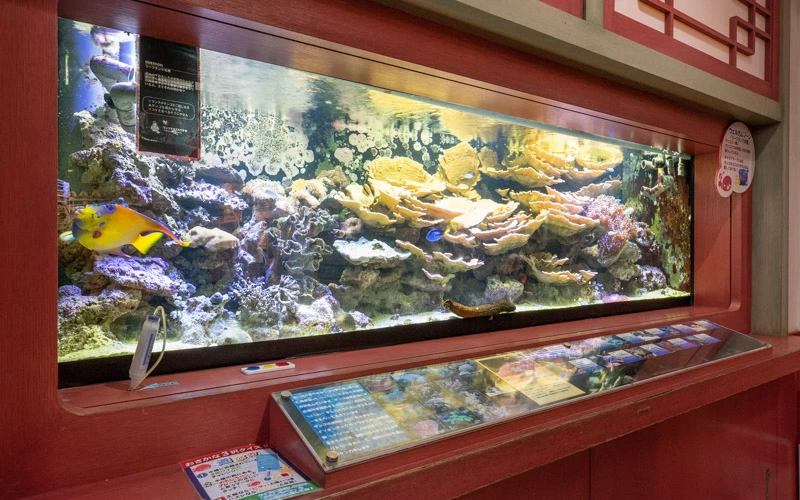 水族館内に入ってすぐの「ウエルカムゾーン」では色鮮やかなサンゴと熱帯魚を観賞できる。 