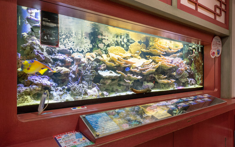 水族館内に入ってすぐの「ウエルカムゾーン」では色鮮やかなサンゴと熱帯魚を観賞できる。 