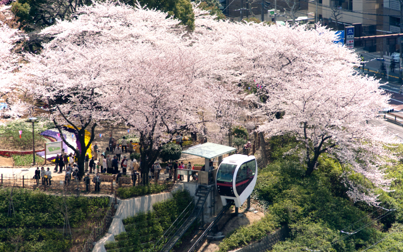 桜の名所としても知られる飛鳥山公園には毎年、桜の咲く頃に多くの花見客でにぎわう。									