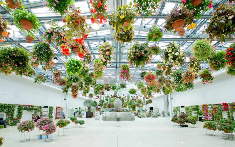 天井、床、全て花に囲まれた温室。300鉢を越えるフラワーシャンデリアは日本最大級。									