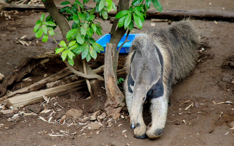 国内には15頭しかいないオオアリクイのうちの2頭は江戸川区自然動物園におり、都内で見ることができる貴重な展示になっている。