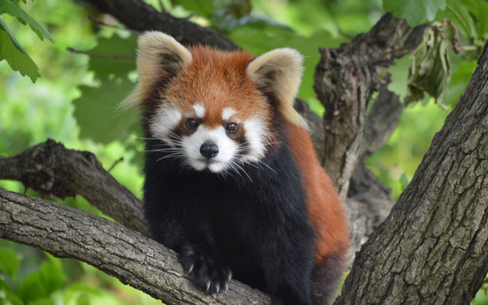 関東でバリアフリー 車椅子の方向けの動物園検索top 介護アンテナ