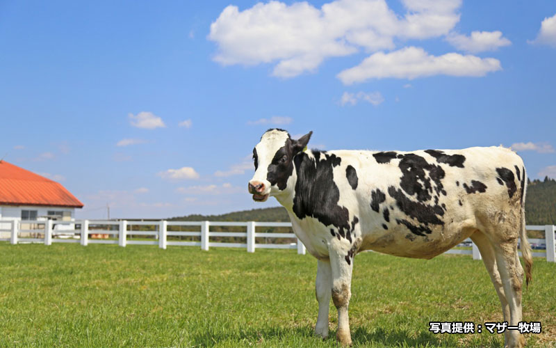 「うしの牧場」では牛のぬくもりを感じられる乳牛の手しぼり体験ができる。