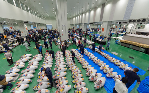 東京都中央卸売市場豊洲市場のスポット施設詳細