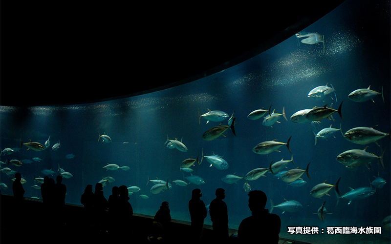 葛西臨海水族園の目玉のひとつでもある巨大水槽で泳ぐマグロの魚群。	