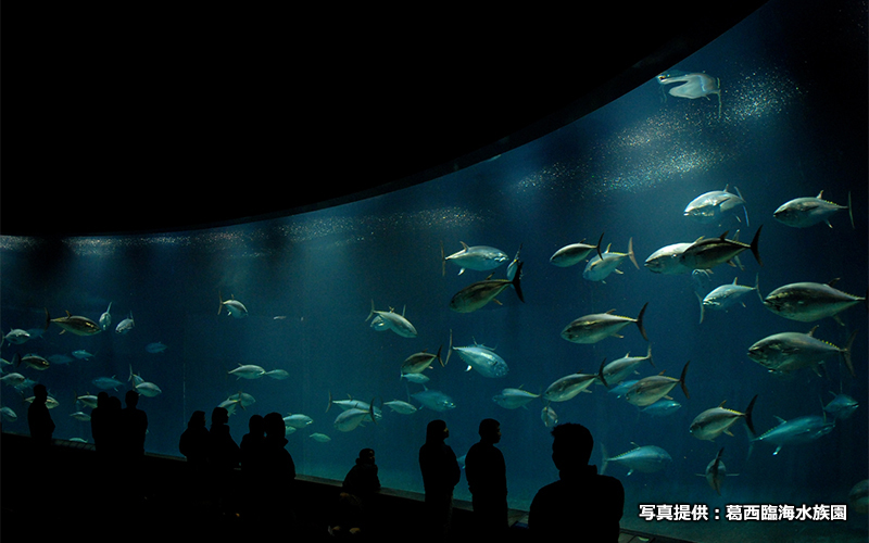 水族 葛西 園 予約 臨海