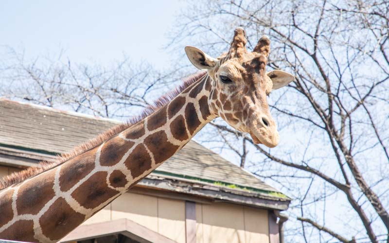 動物公園内でも1・2を争う人気を誇るキリンにエサをあげるツアーがある。