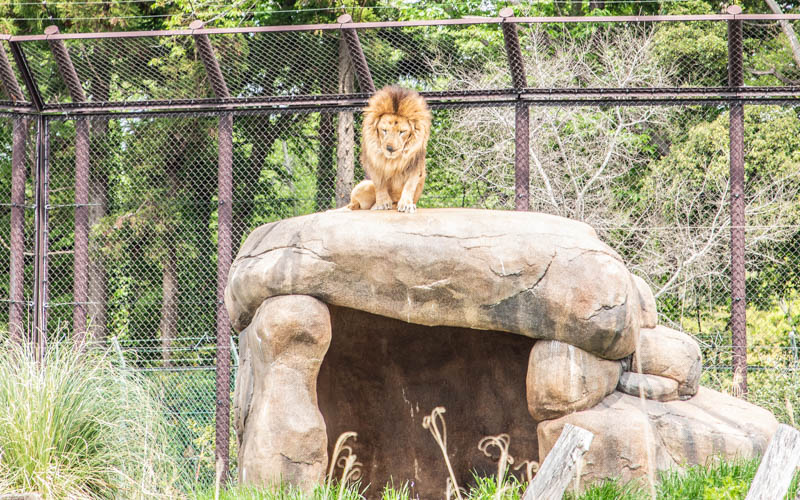 千葉市動物公園は千葉県内で唯一ライオンを展示している施設となっている。（2021年4月現在）