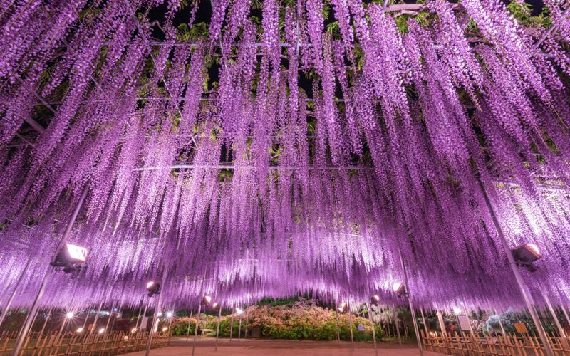 樹齢160年におよぶ栃木県天然記念物の大藤が最大の見どころ。