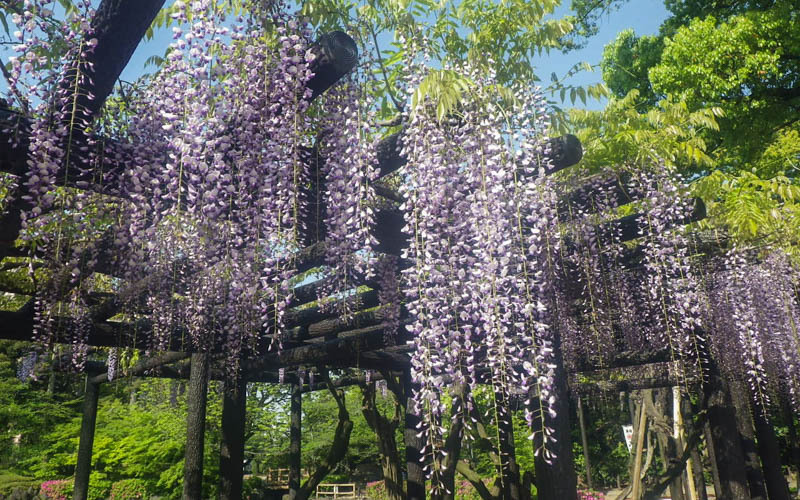 5月頃にひょうたん池を眺めながら花と香りを楽しめる九尺藤は、公園の大きな魅力の一つ。写真提供：中村公園事務所