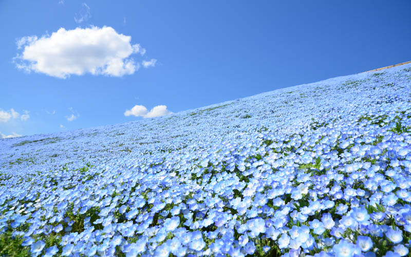 ネモフィラで埋め尽くされる「みはらしの丘」。（見頃：4月中旬～5月上旬）写真提供：国営ひたち海浜公園