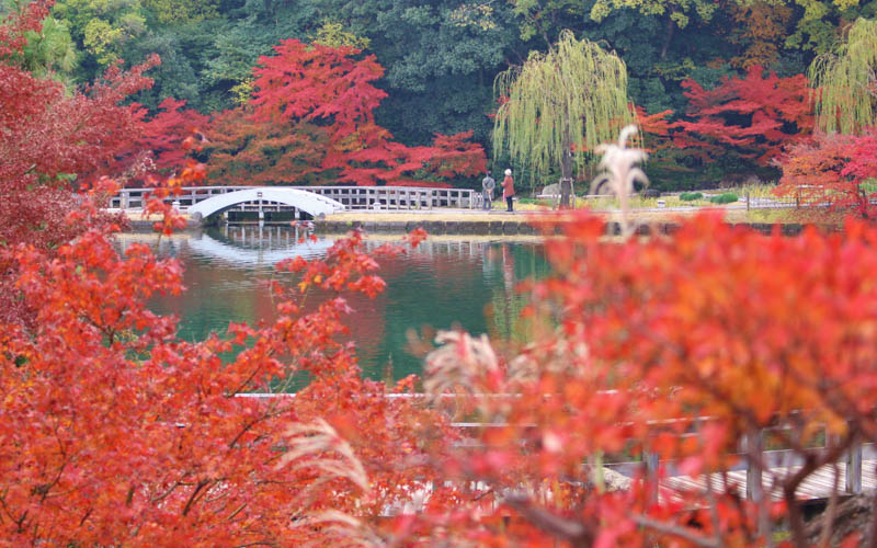 秋には色鮮やかな紅葉の風景とともに曼珠沙華（まんじゅしゃげ）やキキョウなど秋の花々を楽しめる。