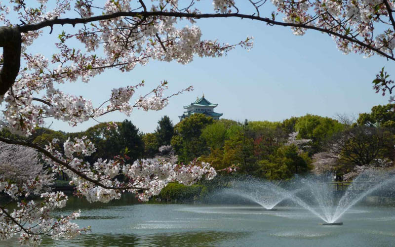 おふけ池の桜と一緒に望む名古屋城。写真提供：名城公園フラワープラザ