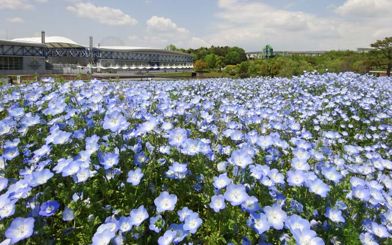 愛 地球博記念公園 モリコロパーク のスポット施設詳細 介護アンテナ