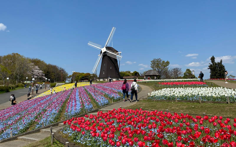 春に見られる花壇一面を彩るチューリップと風車の景色は、まさに異国の地を思わせる。写真提供：鶴見緑地パークセンター									