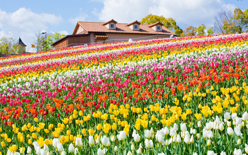 ハーベストの丘で見られる花々のなかでも見応えがあり、人気も高い6万本のチューリップ。写真提供：堺・緑のミュージアム ハーベストの丘