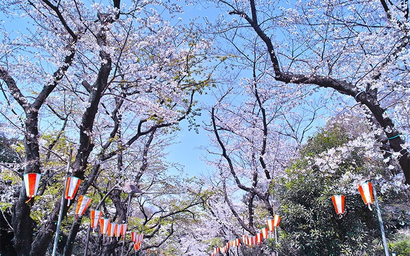 公園のメインであるさくら通り。桜の時期は多くの人でにぎわう。