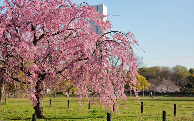 春には約1,000本の桜が美しい花を咲かせる「大仙公園」。写真提供：大仙公園事務所