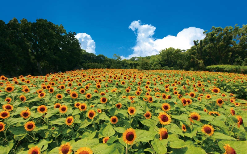 夏には見事に咲いたヒマワリを見ることができる。写真提供：大阪市立長居植物園