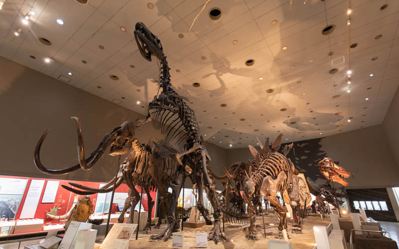 恐竜の全身骨格、卵や足跡の化石が展示されている。