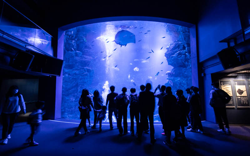 水量約500tの「京の海」大水槽では、ダイナミックに泳ぐ魚たちの姿を見ることができる。