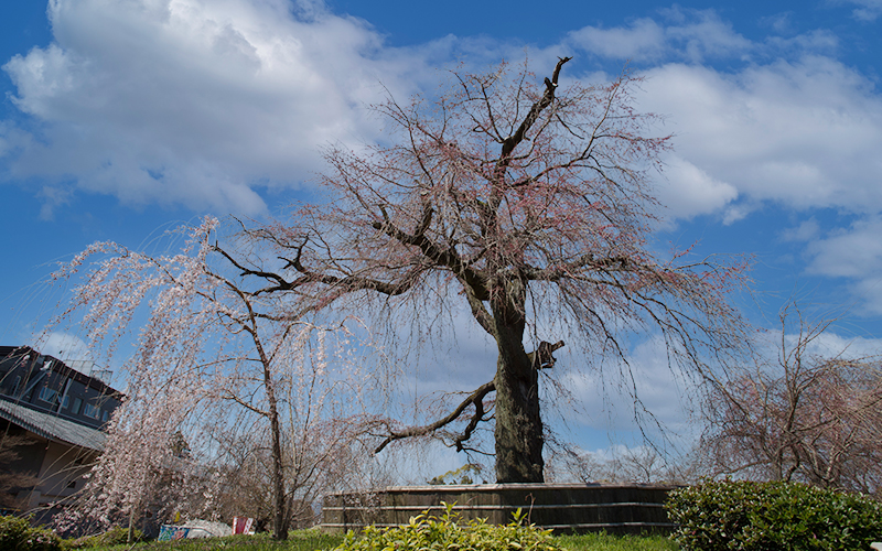 園内中央にある公園のシンボル「祇園の夜桜」