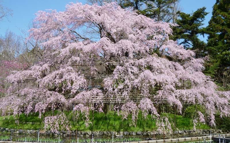 ほかの桜とはあえて離れて咲く大きな桜の木は、植物園の春の見どころの一つとして有名。写真提供：京都府立植物園