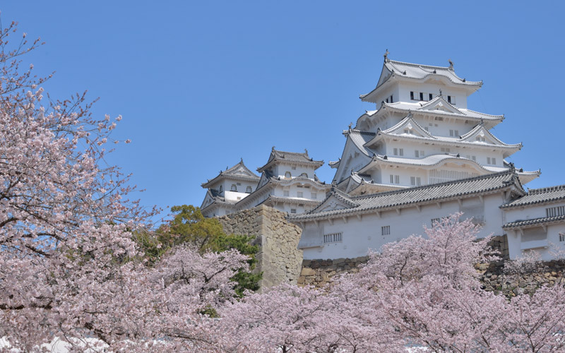 世界遺産「姫路城」は、白漆喰が特徴的な別名『白鷺城』とも呼ばれている。桜100選に選ばれ、春には多くの人でにぎわう。