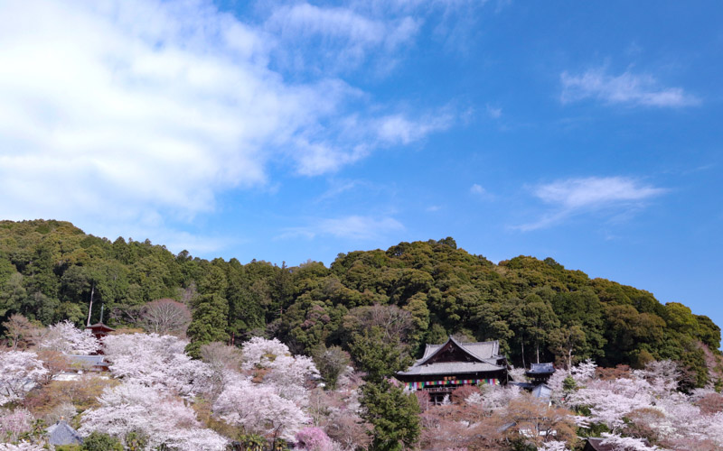 春は桜の木々に囲まれ、ピンク色に包まれる境内。提供：総本山 長谷寺									