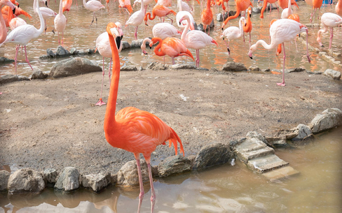 神戸市立王子動物園のスポット施設詳細