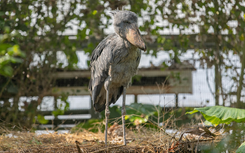 人気のあるハシビロコウは、生態園で自由に活動しているため、目前に現れることもある。