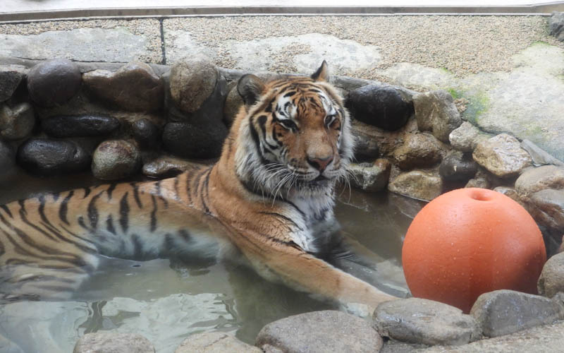 多くの来園者が集まる人気のアムールトラ　写真提供：福岡市動物園