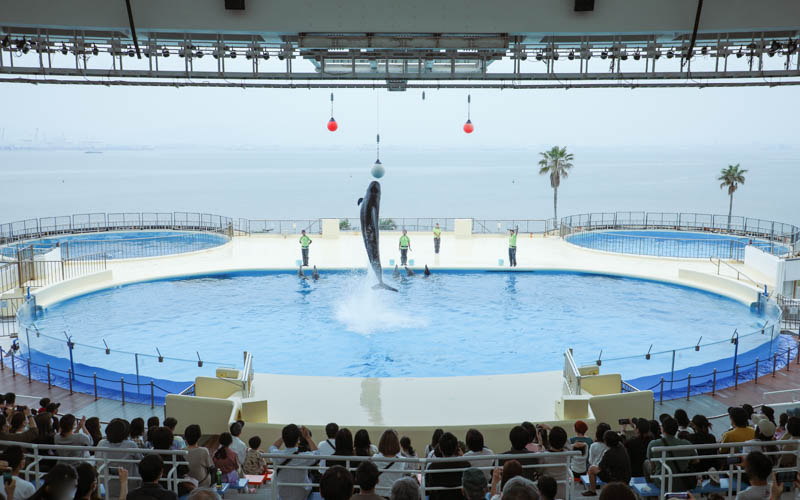 アシカとイルカのショーでは、かわいらしいアシカの演技やダイナミックなイルカのジャンプを見ることができる。