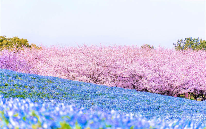 春にはネモフィラと桜を同時に楽しむことができる。写真提供：海の中道海浜公園