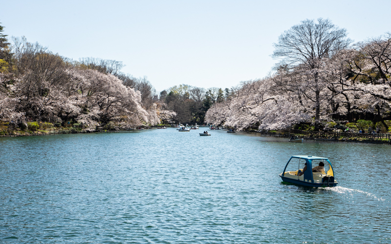 公園のメインスポットである井の頭池。池の周囲に桜が植えられており、毎年開花シーズンには多くの人でにぎわう。									