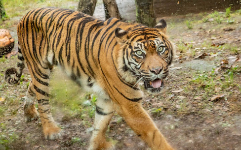 八木山動物公園フジサキの杜のスポット施設詳細