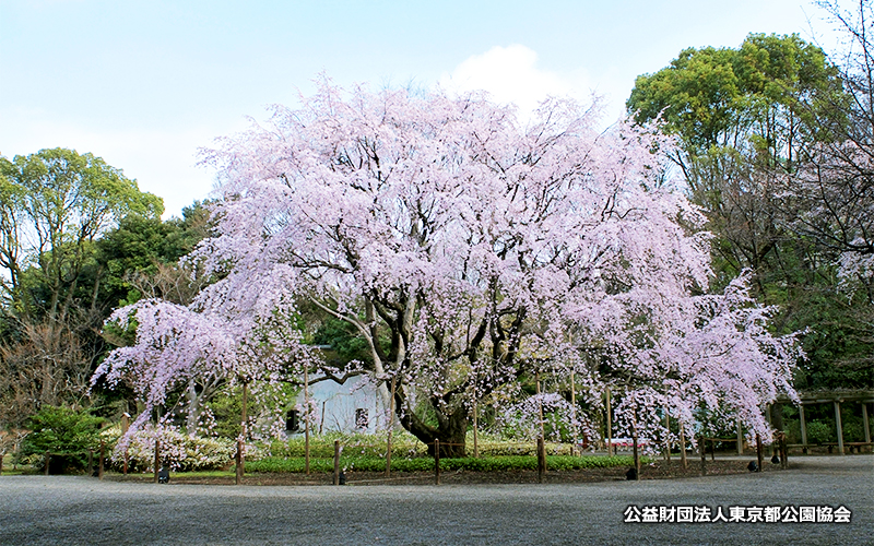 庭園の中心部に入るための内庭大門をくぐると、シンボルであるシダレザクラの大木が植えられている。