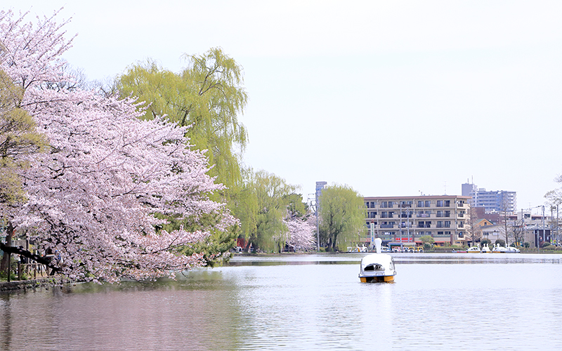 ボートでにぎわう石神井池。春には桜が池にまで張り出し見事に咲き誇る。 									