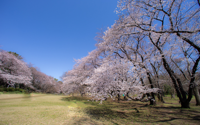 ファミリーパーク内には900本以上の桜があり、枝が地際までのびているため目の前で桜を見ることができる。