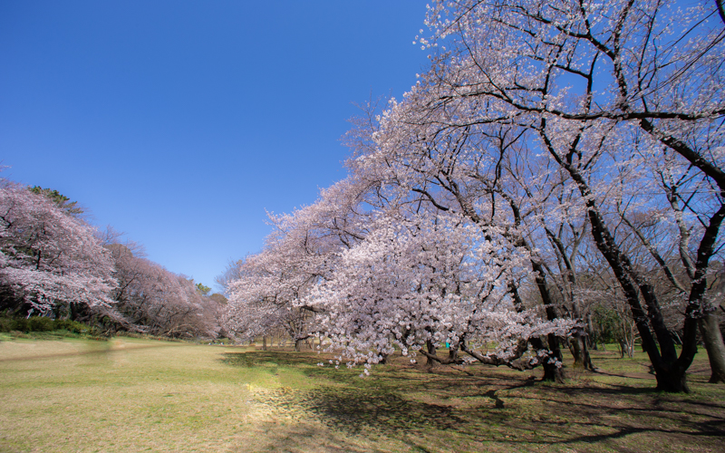 砧公園 のスポット施設詳細 介護アンテナ