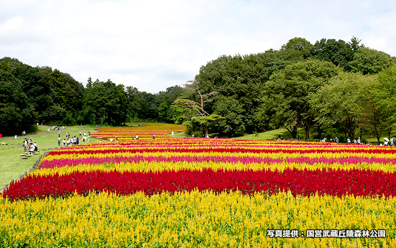 カラフルな羽毛ゲイトウが一面広がるのを見られるのは8月下旬～10月上旬。