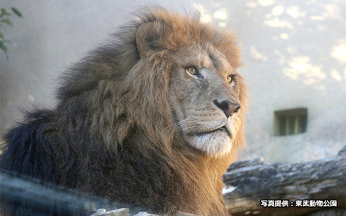 東武動物公園のスポット施設詳細