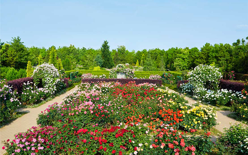 フラワーゾーンのバラ園。一度に多数の花をつけるツルバラを、横に大きく波打つ形のつる棚に展示している。5月頃の様子。