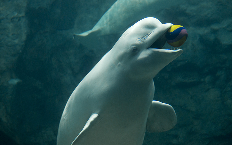 名古屋港水族館の「オーロラの海」に展示されているベルーガは運が良いとバブルリングが見られることも。